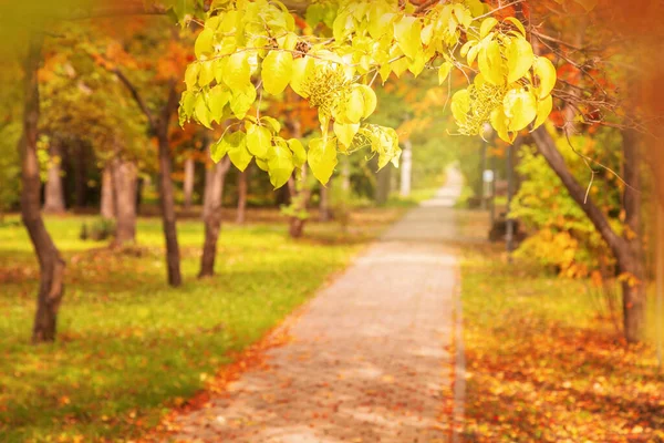Jour d'automne dans le parc. Route au loin entre les arbres d'automne. Paysage d'automne. Concentration sélective. — Photo