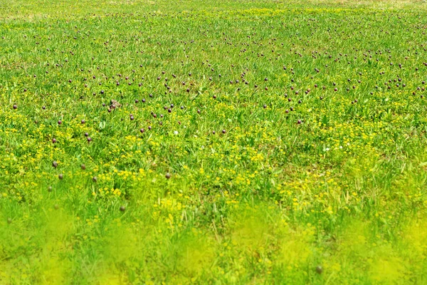 Frühling Wildblumenwiese in der Natur, rote Tulpen und gelbe Sumpfdotterblume auf der Wiese als schöner natürlicher Hintergrund. — Stockfoto