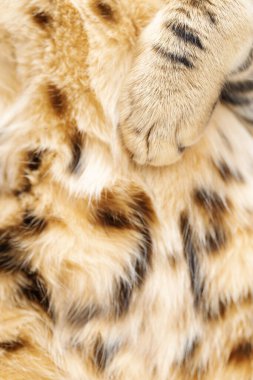 Yumuşak ve pofuduk kedi pençesi yakın çekim. Bengal kedisinin pençesi ve kürkü. Sevimli evcil hayvan..