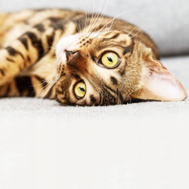 Evdeki yumuşak gri yatakta uzanan sevimli küçük kedi yüzü, kopya alanı, güzel kısa saçlı yavru kedi evcil hayvanı. Seçici odak.