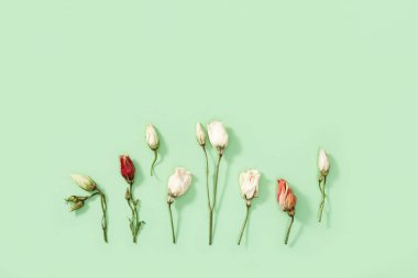 Kuru çiçek tomurcuğu, yeşil yapraklar ve yapraklar. Fotokopi alanı olan doğal çiçek arkaplanı. Pastel renkler, üst görünüm, düz yatış.