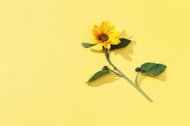 Sarı arka planda sonbahar ayçiçeği çiçeği. Yeşil yapraklı doğal parlak sarı çiçek. Kopyalama alanı olan üst görünüm.