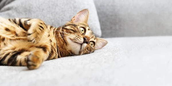 Piękny Krótkowłosy Kot Leżący Domu Łóżku Bengalski Kotek Domowe Zwierzęta — Zdjęcie stockowe