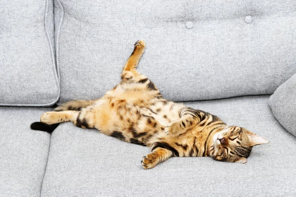 Bengalische Junge Katze Schläft Auf Grauem Sofa Niedliches Gestromtes Kätzchen — Stockfoto