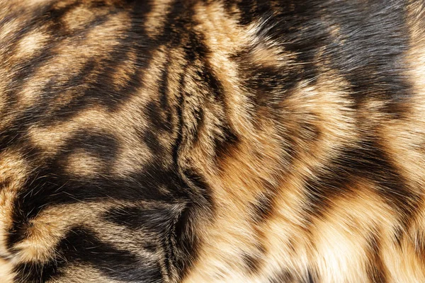 Coat Bengal Cat Close Striped Fur Skin Texture Fur — Stock Photo, Image