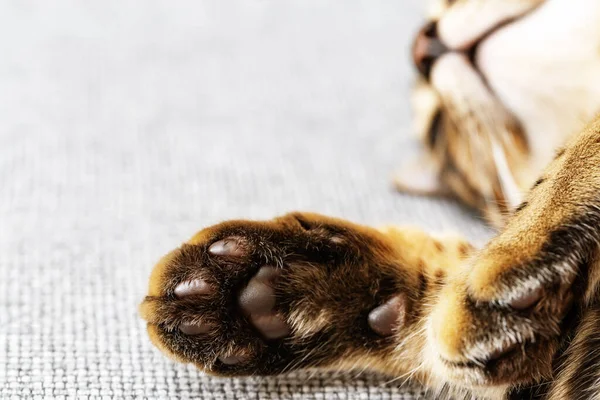 Soft and fluffy pads of cat paws close up. Cute sleeping pet. Paws of Bengal Cat.