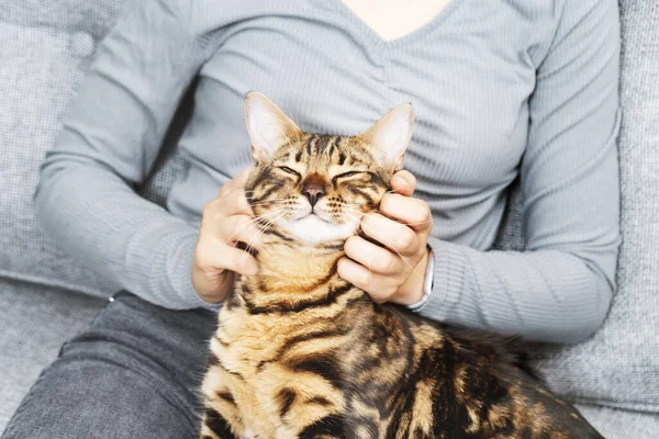 여자가 스러운 고양이를 있습니다 주인의 집중하는 고양이 즐거움으로부터 감는다 — 스톡 사진