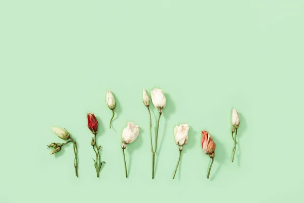緑色のドライフラワー 葉や花弁のクローズアップ芽 コピースペース付きの自然な花の背景 パステルカラー トップビュー フラットレイ — ストック写真