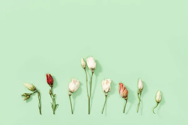 Finom Száraz Virágok Levelek Szirmok Zárják Herbáriumot Természetes Virágos Háttér — Stock Fotó