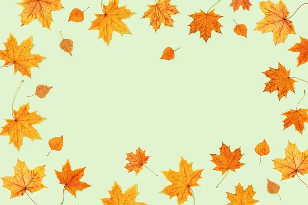 薄緑色の紙にカエデや白樺の美しい黄色の秋の葉 秋のフレーム シーズンコンセプト 最上階だ — ストック写真