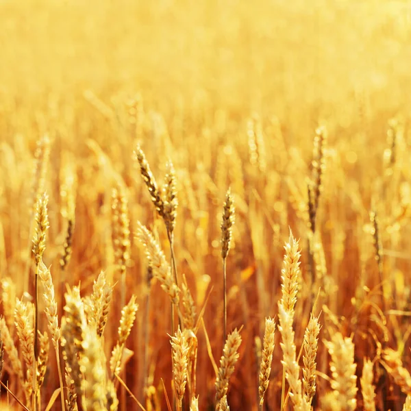 Zlaté Uši Pšenice Teplém Slunečním Světle Pšeničné Pole Při Západu — Stock fotografie