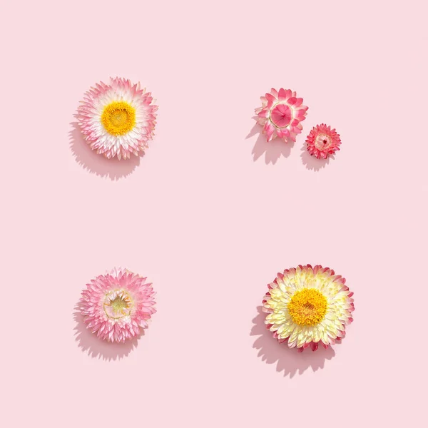 美しいドライフラワー 柔らかいピンクの小さな花 自然の花の背景 ロマンスの休日の概念 トップビュー フラットレイアウト — ストック写真