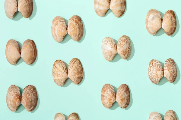 Nane mavisi kağıt üzerinde beyaz ve yumuşak pembe kabuklar. Doğal deniz kabukları ile yaz tasarımı arka planı.