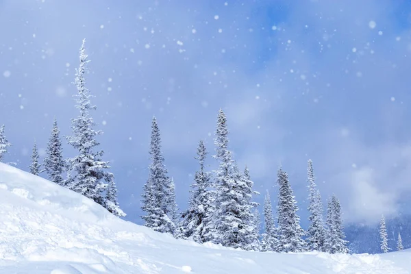 Deriva Nieve Árboles Cubiertos Nieve Nieve Esponjosa Cielo Las Nubes —  Fotos de Stock