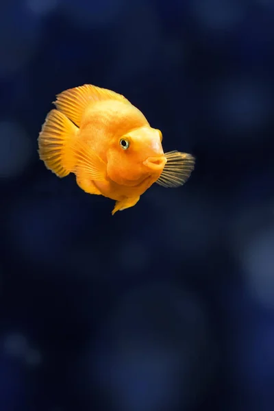 Red Parrot Cichlid fish in aquarium. Orange Parrot fish on background blue water with copy space