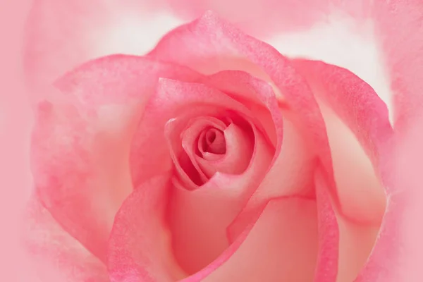 夏天绽放着娇嫩的玫瑰花瓣 粉红的玫瑰花朵作为自然的背景 柔和的花卉卡片 软性选择性重点 — 图库照片