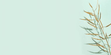 Yaratıcı altın boyalı otlar. Sonbahar mevsimi konsepti. Altın sonbahar. Açık yeşil kağıt arkaplanda kopyalama alanı olan dekorasyon fabrikası.