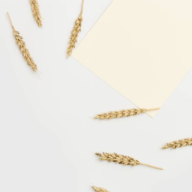 Buğday dikeni yakın çekim. Mısır gevreği hasadı. Zengin hasat yaratıcı konsepti. Bitkinin doğal kulaklarıyla natürmort. Üst görünüm