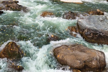 Sarı sonbahar yapraklı ve büyük taşlı turkuaz suyu olan Katun nehri. Altai, Sibirya, Rusya. Sonbahar doğa manzarası.
