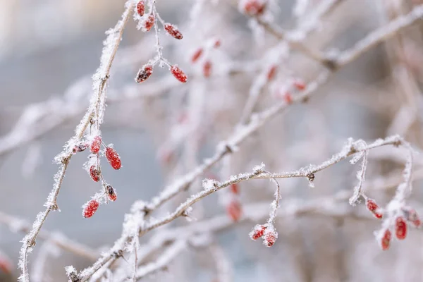 美しい冬の植物 霜の日の冷凍果実 自然環境だ 植物の自然な背景 選択的焦点 — ストック写真