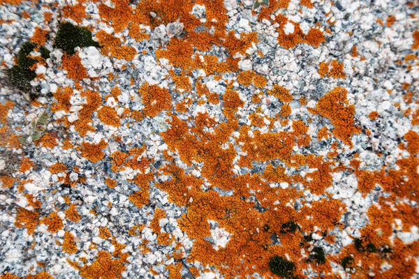 灰色の岩の上で成長している苔と地衣類 石の上に明るいカラフルな植生と自然なテクスチャの背景 柔らかい選択的フォーカス — ストック写真