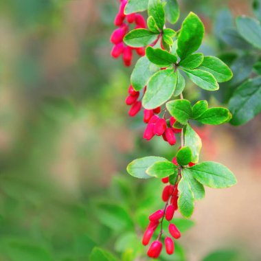 Böğürtlen kırmızı böğürtlenleri güneşte söylenir. Böğürtlen bitkisinin üzerinde küçük ekşi meyveler. Doğal arka plan. Seçici odak