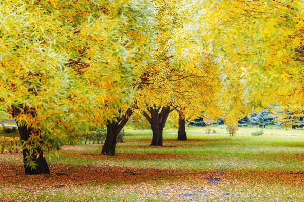 Autumn Trees City Park Autumn Landscape Falling Leaves Natural Background — Stock Photo, Image
