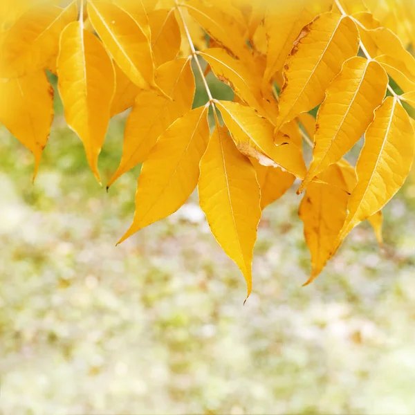 秋は背景がぼやけている コピースペース 焦点を合わせて 黄色の葉に墨色があります ソフトフォーカス — ストック写真