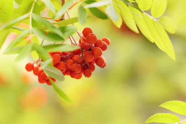 Rowan Branch Close Arh Berries Blurred Leaves Background Copy Space — Stock Photo, Image