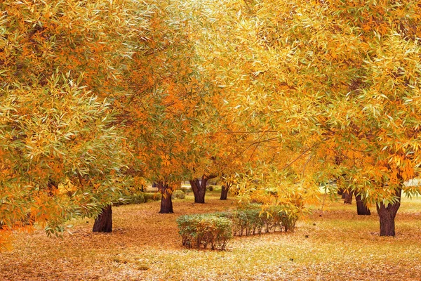 Autumn Landscape Golden Autumn Very Beautiful Trees Cover Autumn Yellow — Stock Photo, Image
