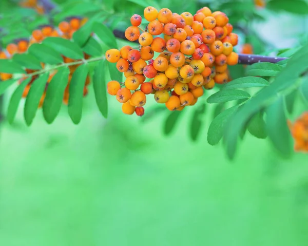 Beautiful Bunch Ripe Rowan Green Background Blurred Leaves Natural Background — Stock Photo, Image