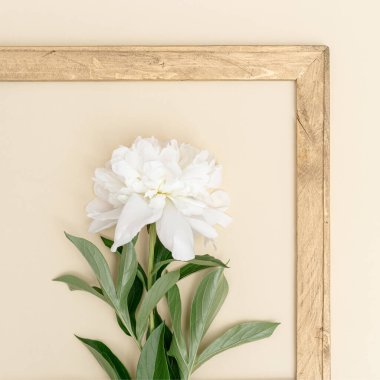 Beyaz şakayık tebrik kartı. Yeşil yapraklı taze kokulu şakayık çiçekleri ve bej üzerine eski ahşap çerçeve.