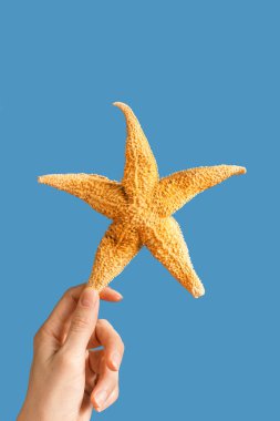 Kadınların elinde doğal deniz yıldızı, yaz tatili, plaj rahatlama konsepti. Parlak yaz arkaplanı ve deniz mavisi renkler.