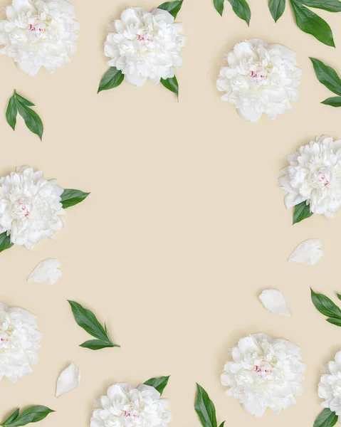 Cornice Con Fiori Peonia Bianca Foglie Verdi Beige Chiaro Vacanza — Foto Stock