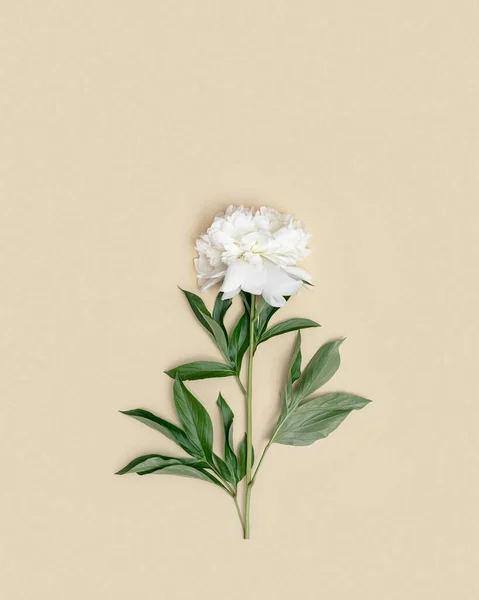 Vista Superior Bela Flor Peônia Branca Fresca Com Folhas Verdes — Fotografia de Stock