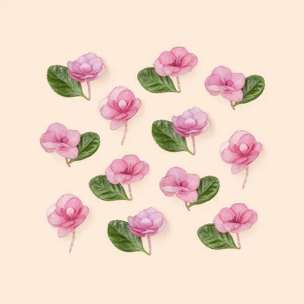 幾何学的な正方形の配置天然ピンクの花アジサイ 最小限の夏の挨拶カード 花の最小限のフラットは 千年ピンクの色の紙に置く — ストック写真