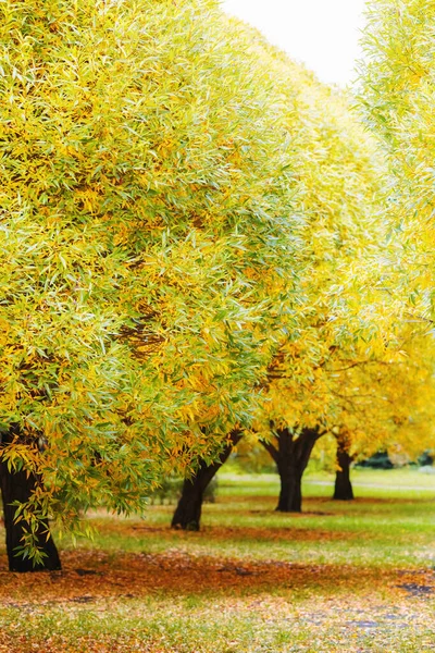 Φθινοπωρινά Δέντρα Ιτιά Έντονα Κίτρινα Και Πράσινα Φύλλα Κλαδιά Στο — Φωτογραφία Αρχείου