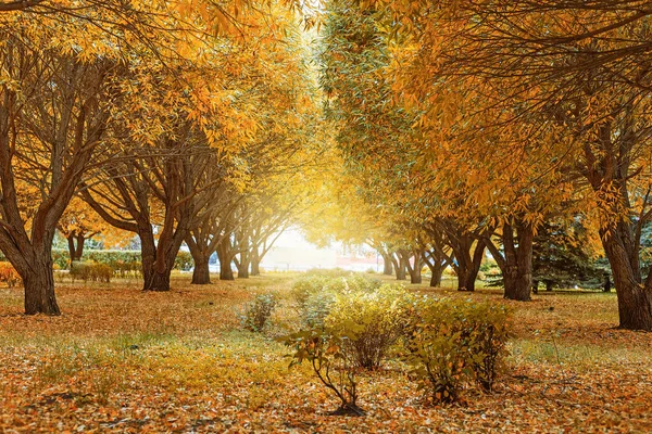 Beautiful Autumn Landscape Yellow Green Trees Willow — Stock Photo, Image