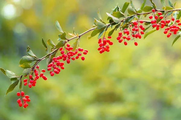 Natural Background Branch Barberry Small Sour Red Berries Barberry Nature — Stock Photo, Image