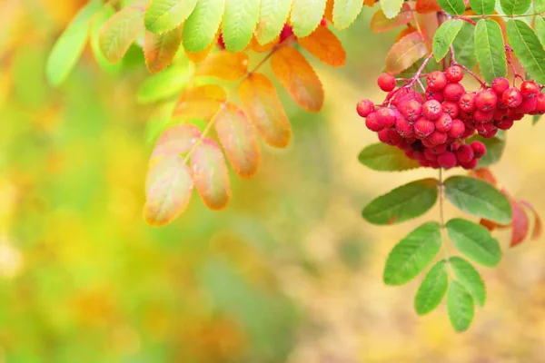 Bunch Ripe Rowan Autumn Rowan Berries Close Blurred Background Bokeh — Stock Photo, Image