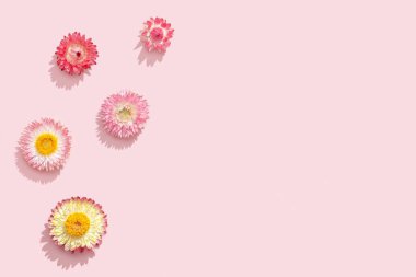 Parlak kurumuş çiçekler, yumuşak pembelerde küçük çiçekler. Doğal çiçekli arka plan, romantik tatil konsepti. Üst manzara, düz uzanma.