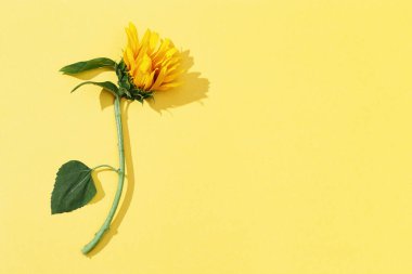 Sarı arka planda sonbahar ayçiçeği çiçeği. Yeşil yapraklı doğal parlak sarı çiçek. Kopyalama alanı olan üst görünüm.