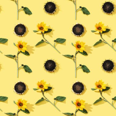 Güzel ayçiçeğinin deseni ve sarı kağıtta tohum olan olgun ayçiçeği. Sonbahar konsepti.