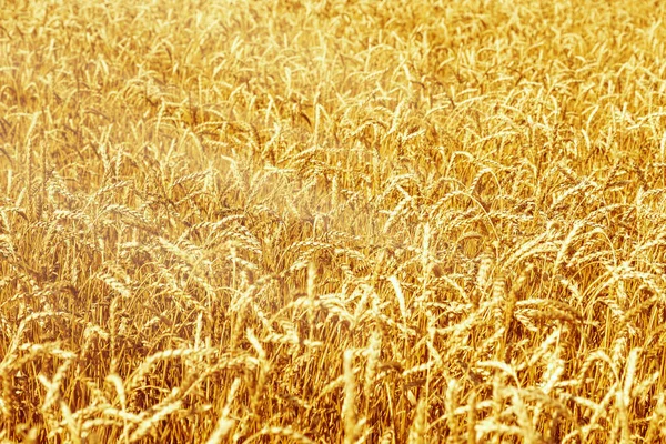 Zralá Pšenice Zemědělském Poli Čas Sklizně Hřebíček Pšenice Zblízka Přírodní — Stock fotografie