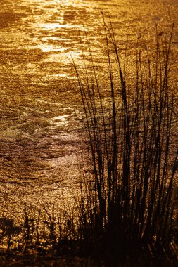 Gölde gün batımı ve çimen silueti, su yüzeyinde parlak sarı turuncu renkler, aşırı büyümüş küçük gölet. Akşam güneşli güzel bir arka plan. Sığ alan derinliği.