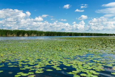 Göllü doğal yaz manzarası, yeşil çimenler ve bulutlu mavi gökyüzü. Rusya 'nın Omsk bölgesindeki su yüzeyinde yeşil yapraklı ve sarı çiçekli güzel doğa örtüsü..