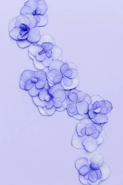 Звичайні Природні Квіти Гортензії Мінімальний Квітковий Стиль Пастельних Квітів Розкладка — стокове фото