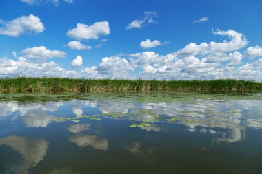 Göllü huzurlu bir manzara, yeşil çimenler ve suya yansıyan bulutlarla mavi gökyüzü. Omsk bölgesinde güzel doğa yaz arkaplanı, Rusya.