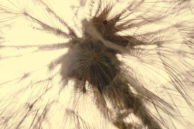 Güneş ışığında pofuduk karahindiba, kontur ışığıyla doğal doku, soyut arkaplan. Çiçek açan çiçek yaklaş. Soyut doğa, tonlanmış görüntü.