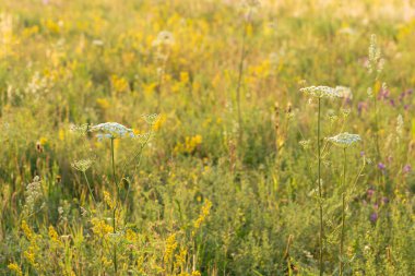 Sıcak güneş ışığında farklı yabani çiçeklerle dolu güzel bir tarla. Güzellik doğası çiçek açan çimenler ve altın günbatımı ışığı. Çevre arkaplanı